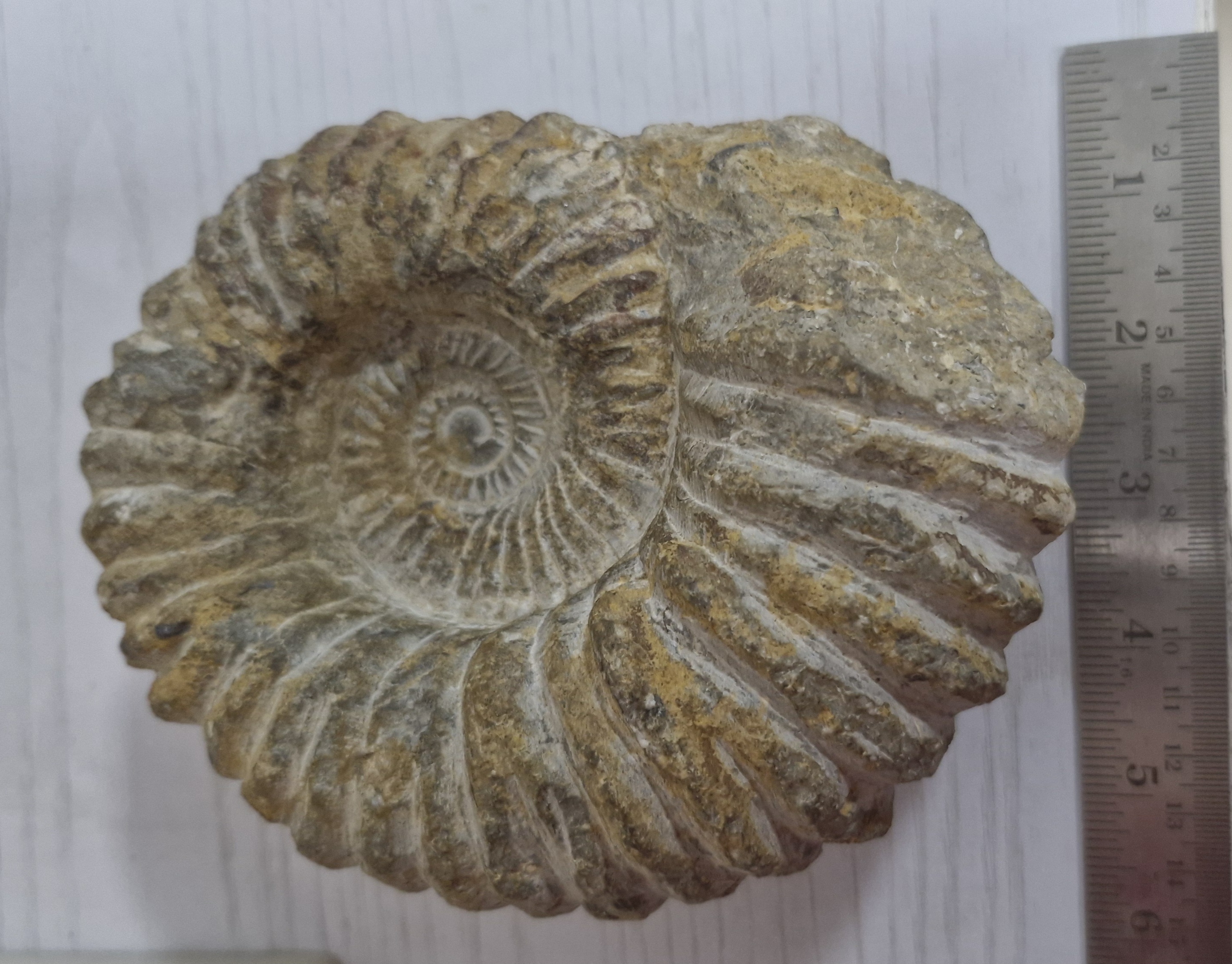 Large ammonite fossil beside a ruler
