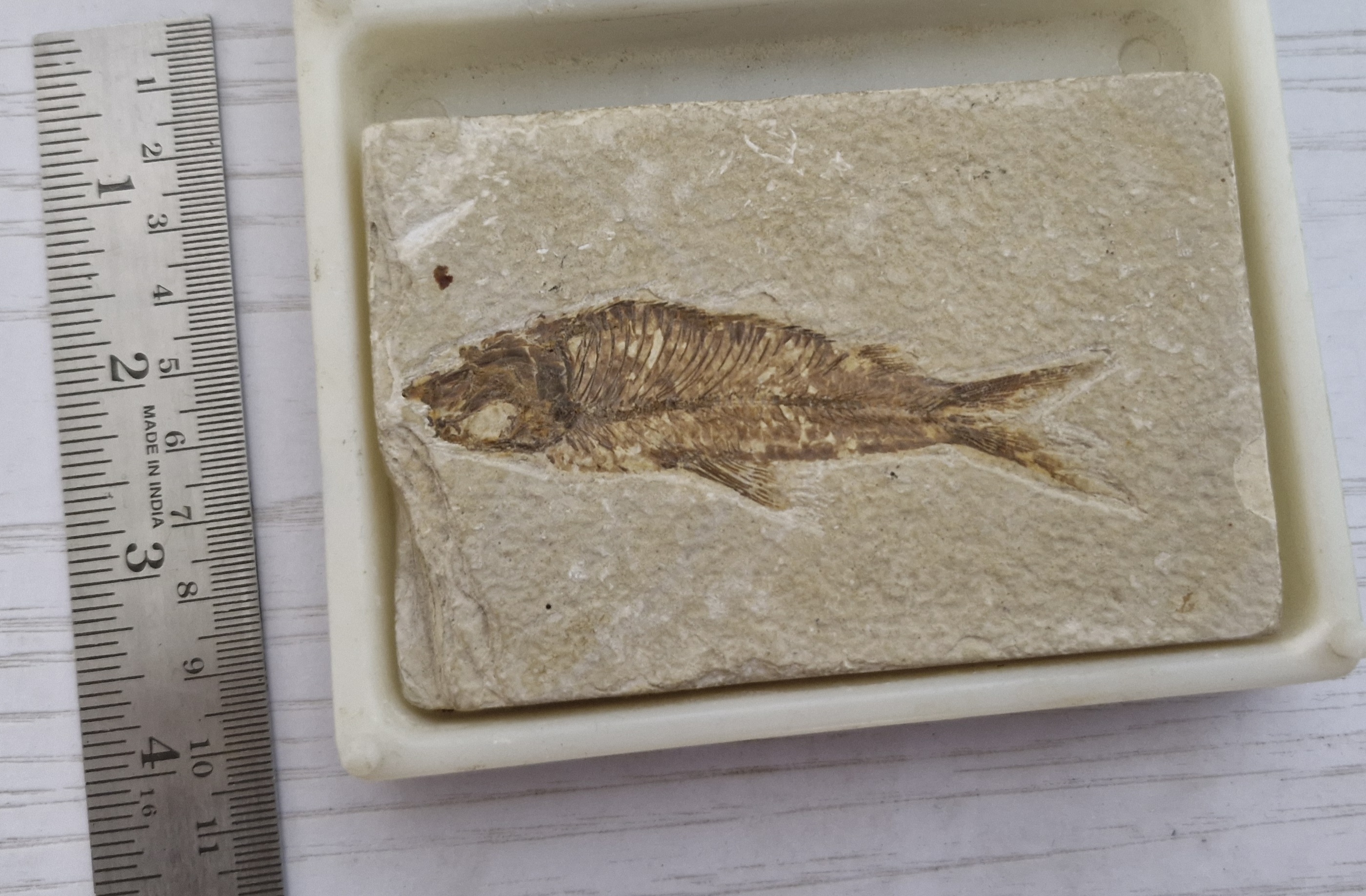 Fossil fish preserved in a stone slab