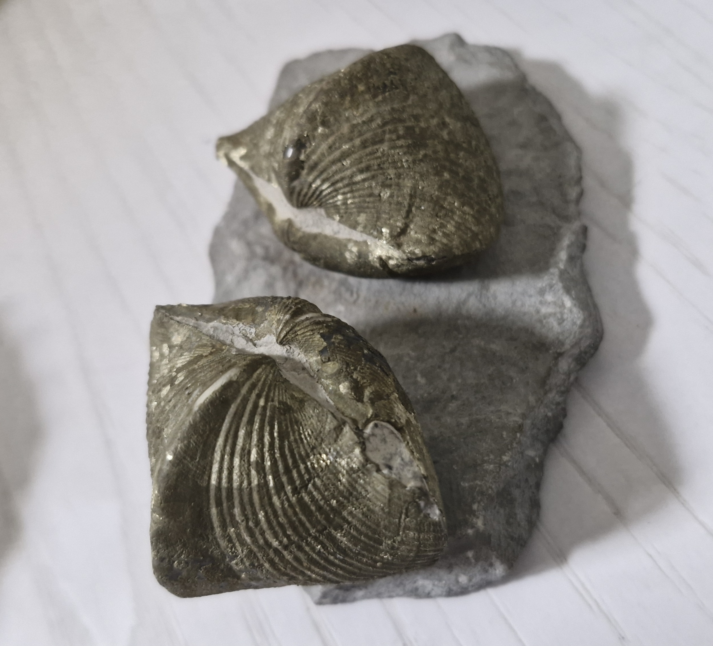 Two fossil shell specimens set in rock