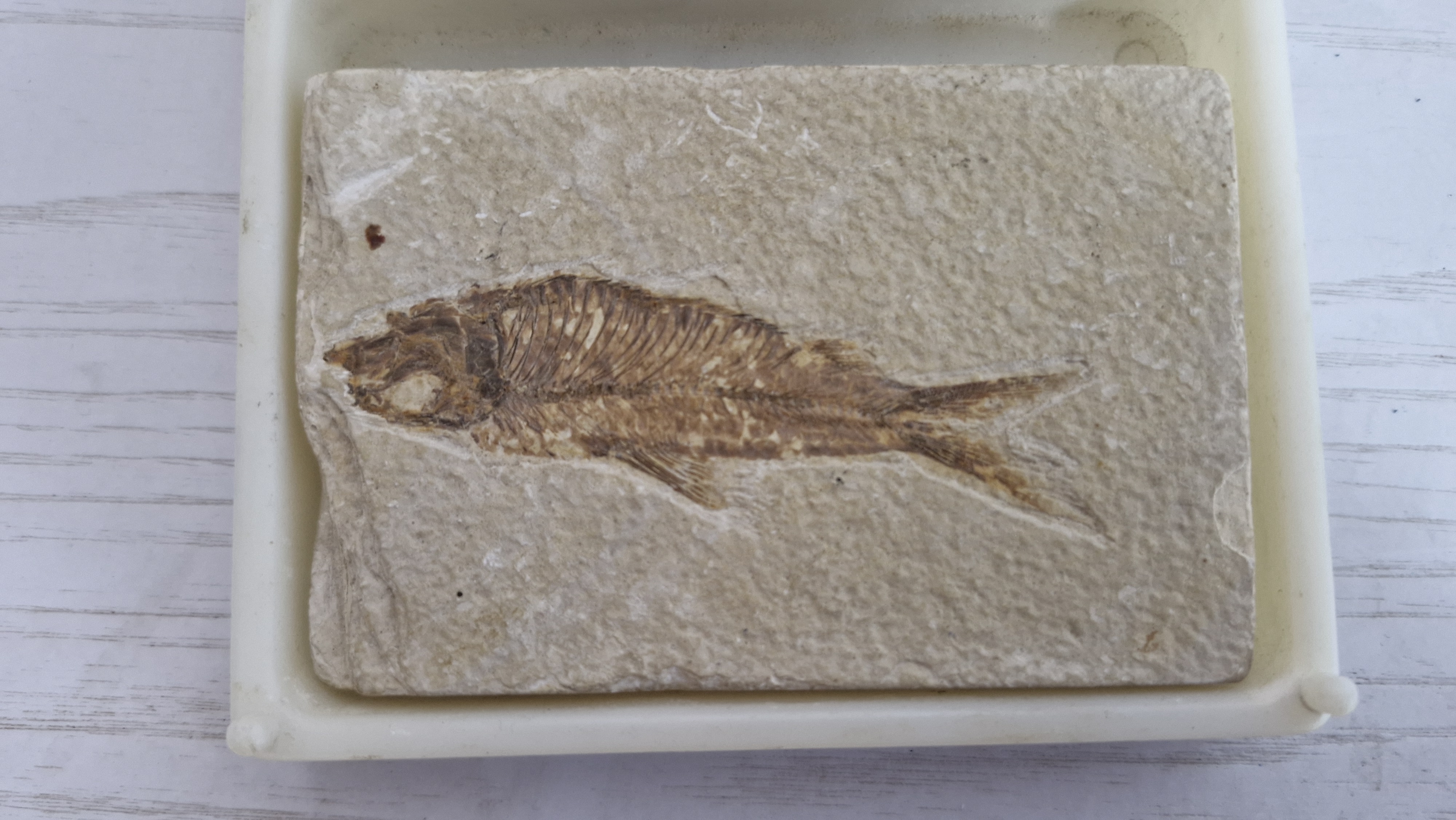 Complete fossil fish preserved in a stone slab